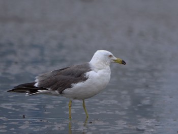 Black-tailed Gull Kasai Rinkai Park Mon, 5/2/2022