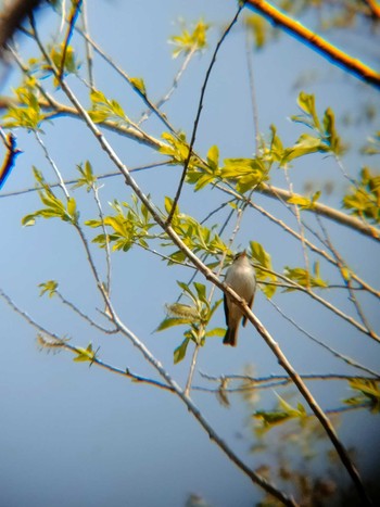 Eastern Crowned Warbler Asahiyama Memorial Park Thu, 5/5/2022