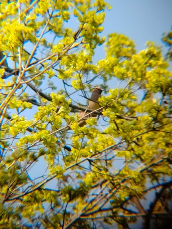 Japanese Waxwing Asahiyama Memorial Park Thu, 5/5/2022