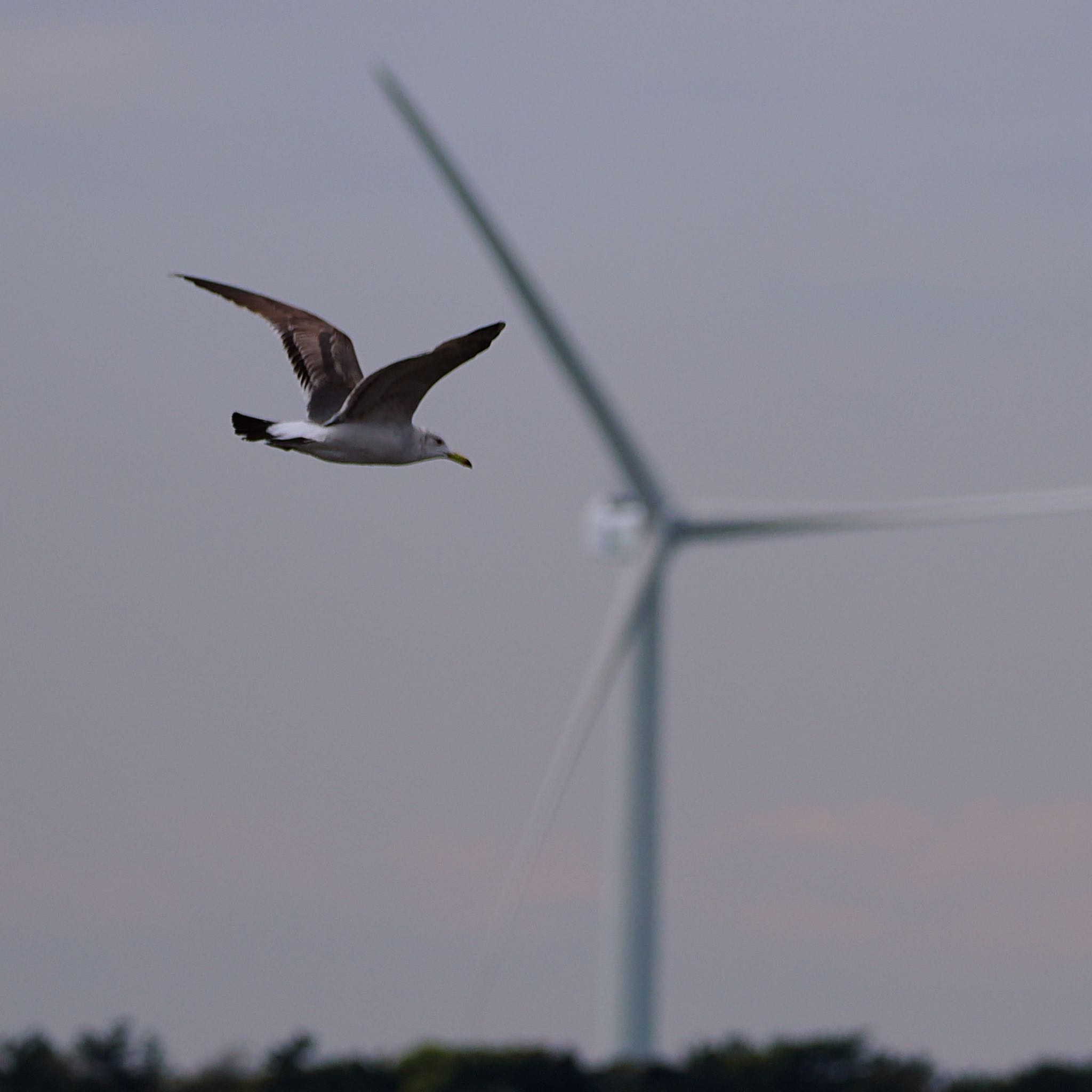 Black-tailed Gull