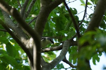 Norfolk Robin 埼玉県 Sat, 4/30/2022