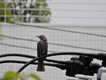 2022年5月13日(金) 西郷山公園の野鳥観察記録