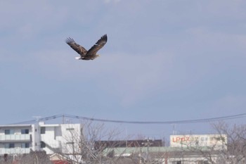 オジロワシ 札幌市 2022年3月21日(月)