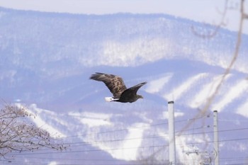 オジロワシ 札幌市 2022年3月21日(月)