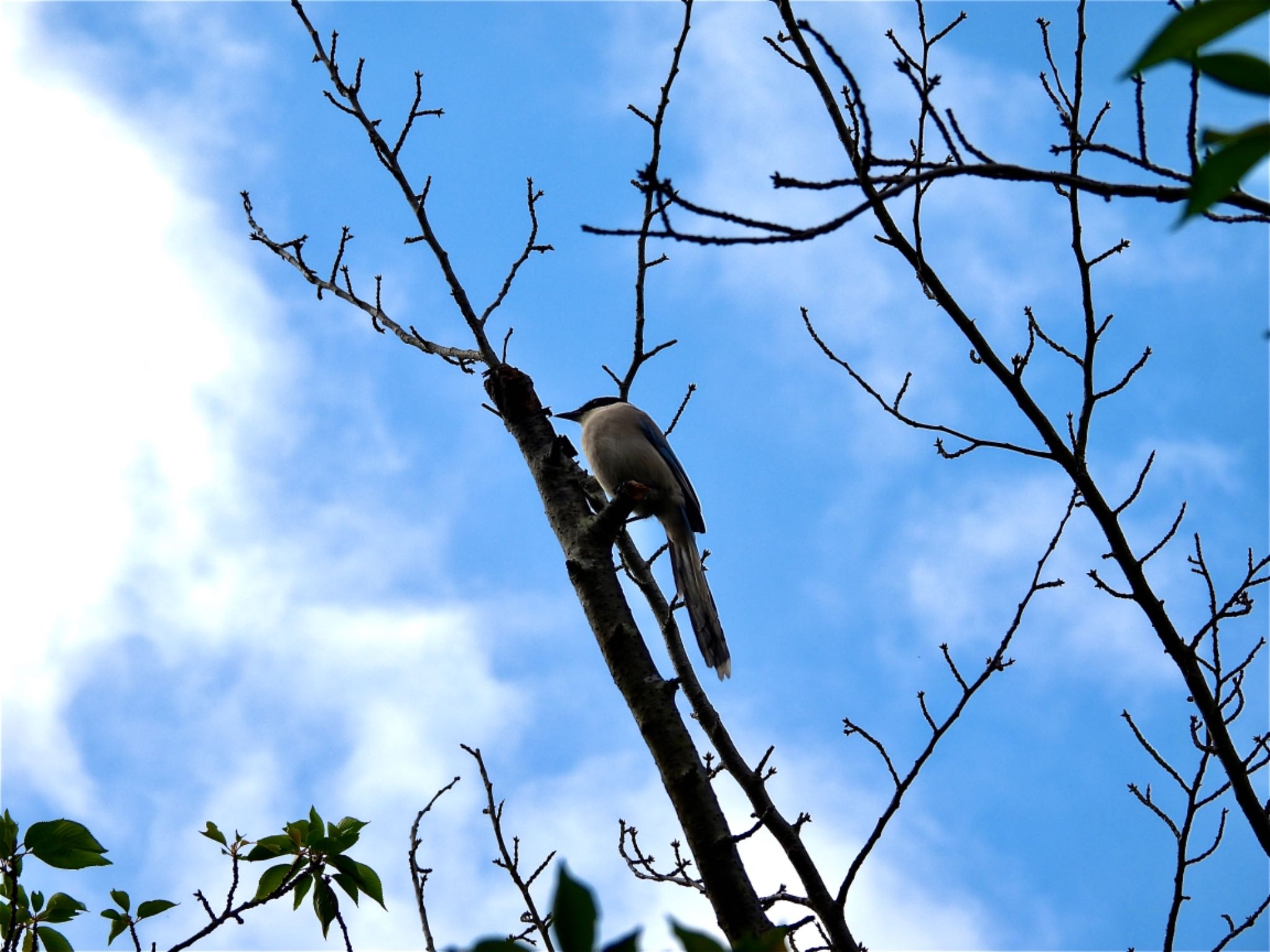 Azure-winged Magpie