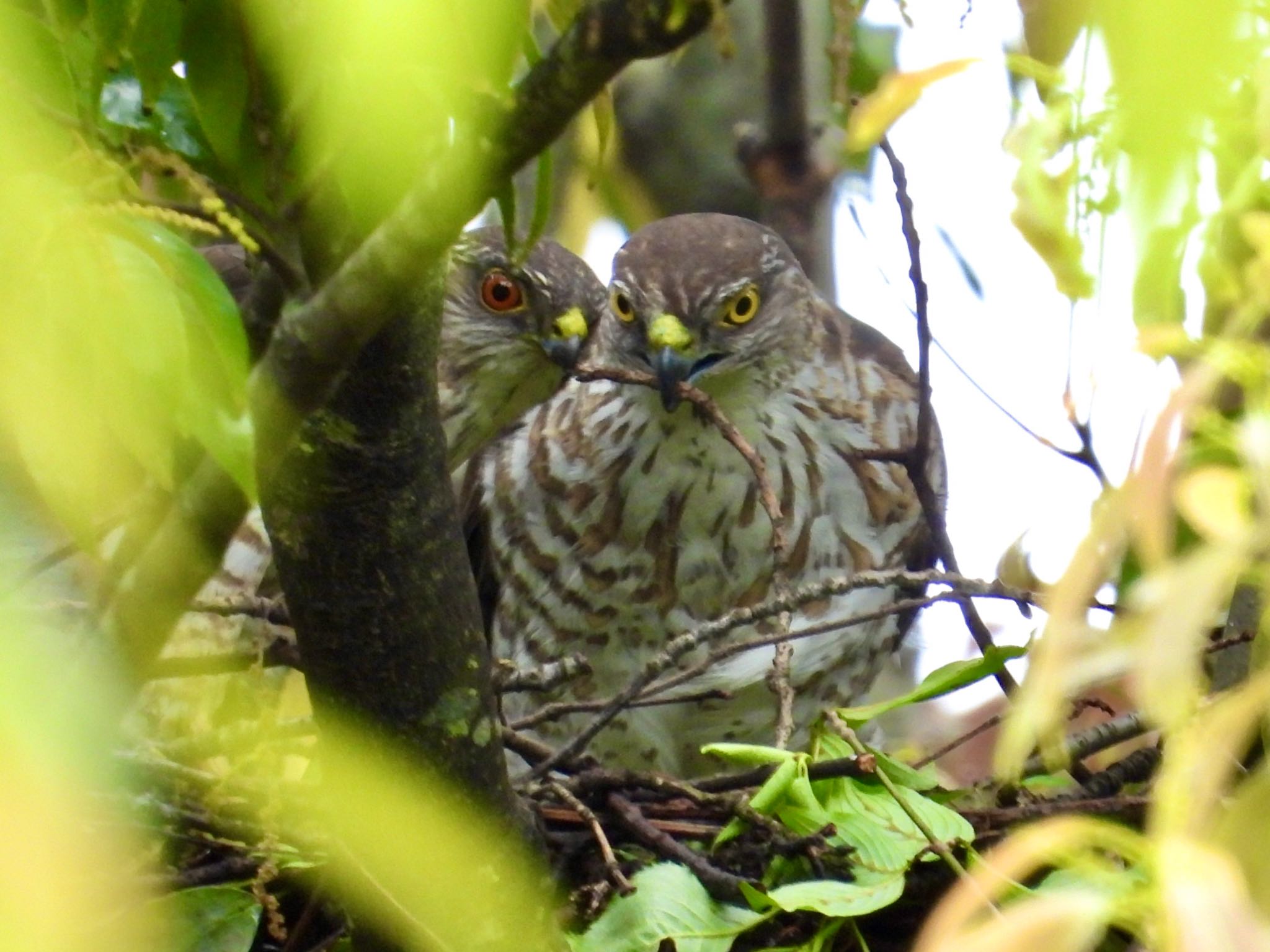 Japanese Sparrowhawk