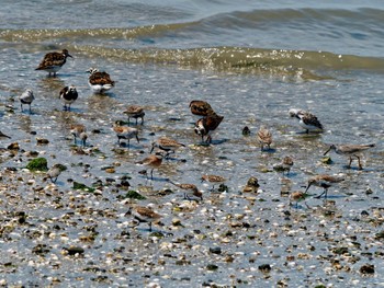 Red-necked Stint 荒尾干潟 Wed, 5/4/2022