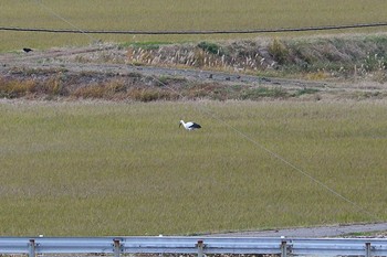 Oriental Stork Unknown Spots Mon, 12/11/2017