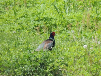 Sat, 4/30/2022 Birding report at Watarase Yusuichi (Wetland)