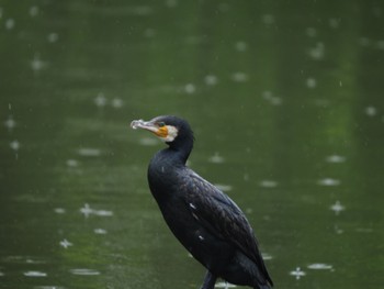 カワウ 水元公園 2022年5月13日(金)