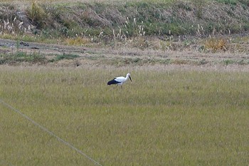 Oriental Stork Unknown Spots Mon, 12/11/2017