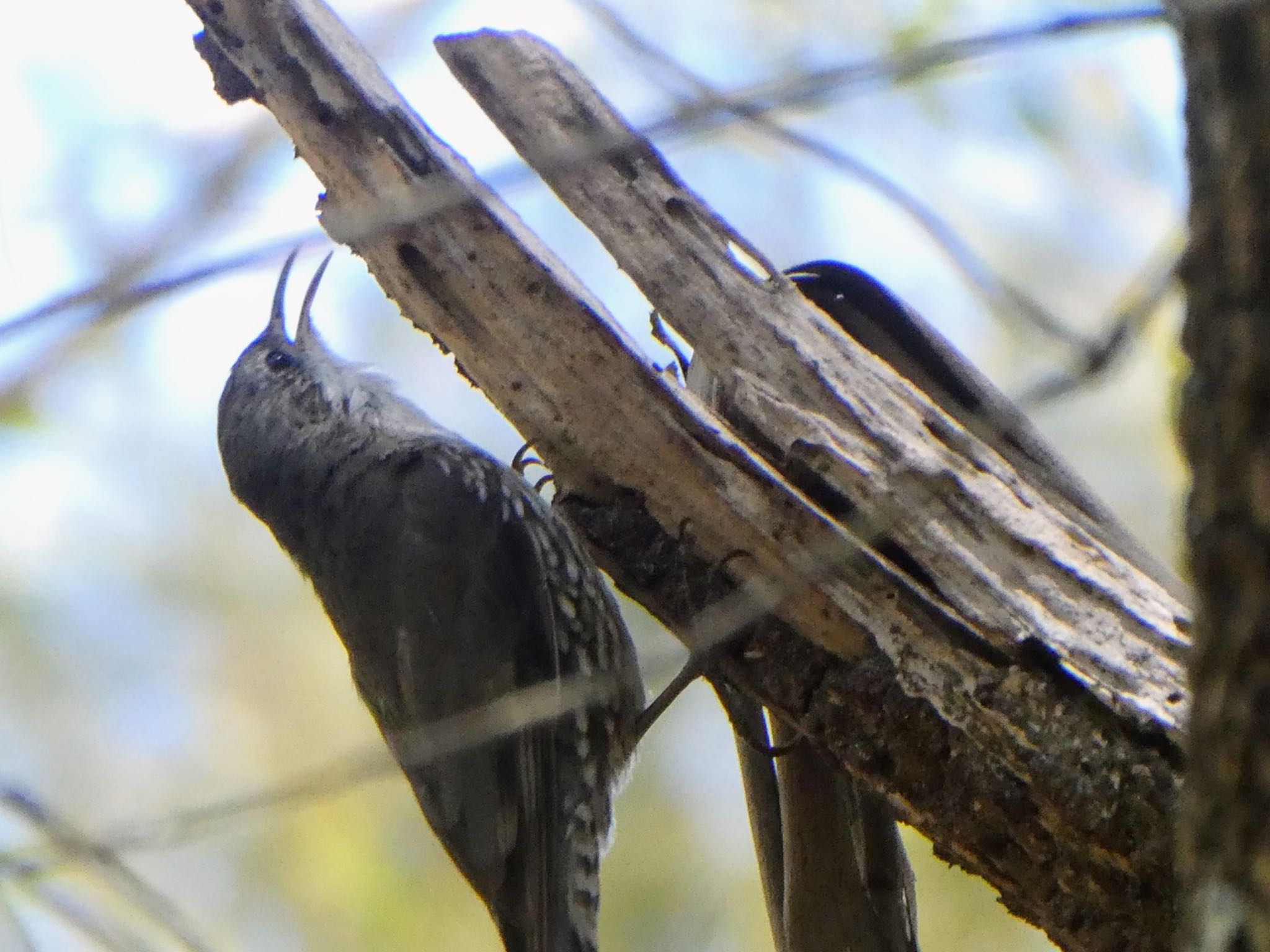 Photo of White-throated Treecreeper at Lane Cove National Park, NSW, Australia by Maki