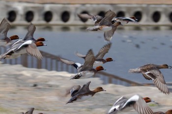 ヒドリガモ 大津湖岸なぎさ公園 2017年12月13日(水)