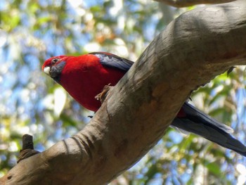 Crimson Rosella Lane Cove National Park, NSW, Australia Wed, 10/6/2021