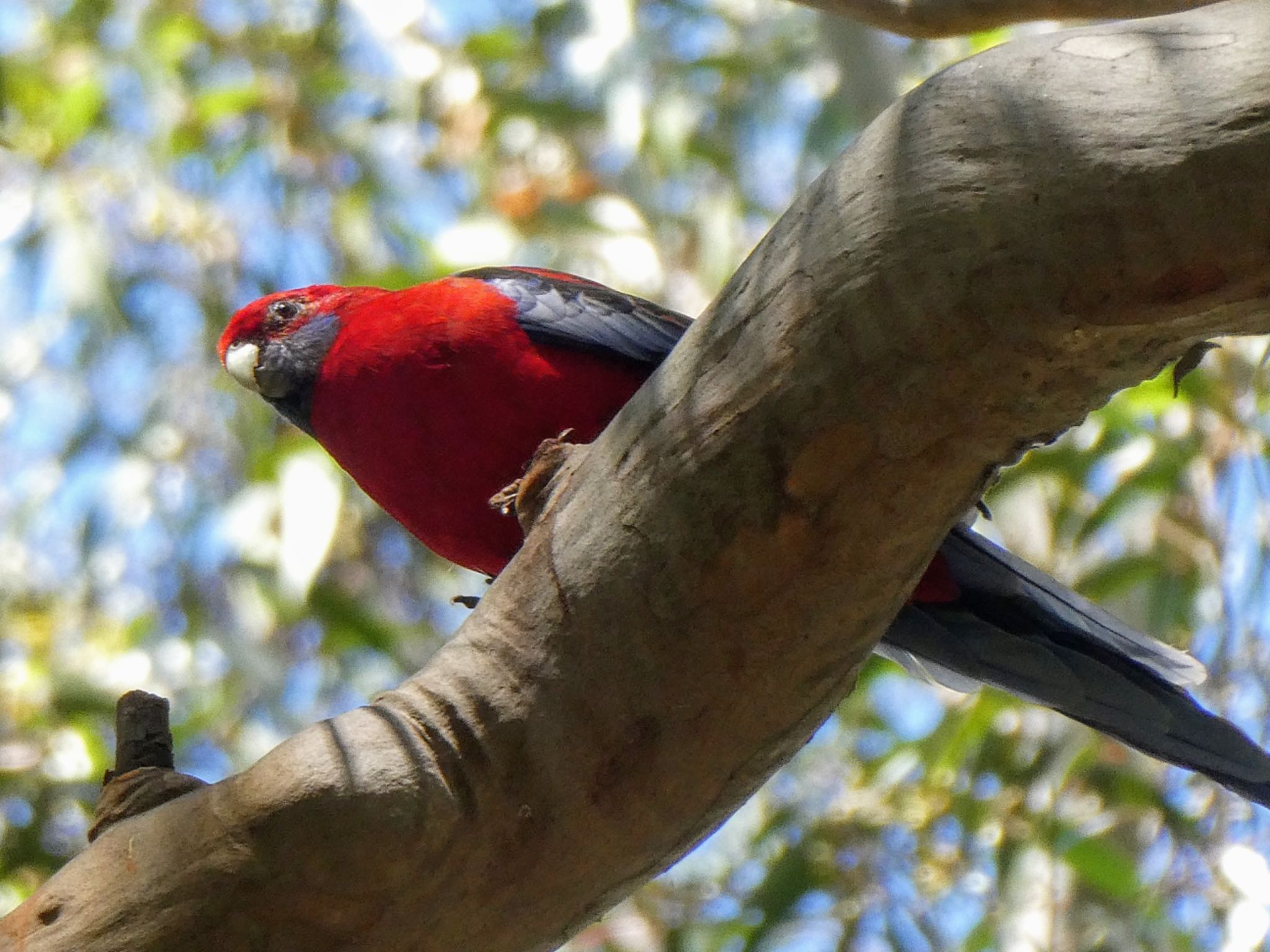Photo of Crimson Rosella at Lane Cove National Park, NSW, Australia by Maki
