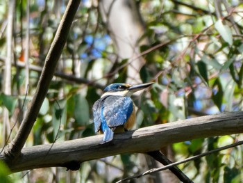 Sacred Kingfisher Rotary Athleyic Field, Mowbray Park, NSW, Australia Tue, 10/5/2021