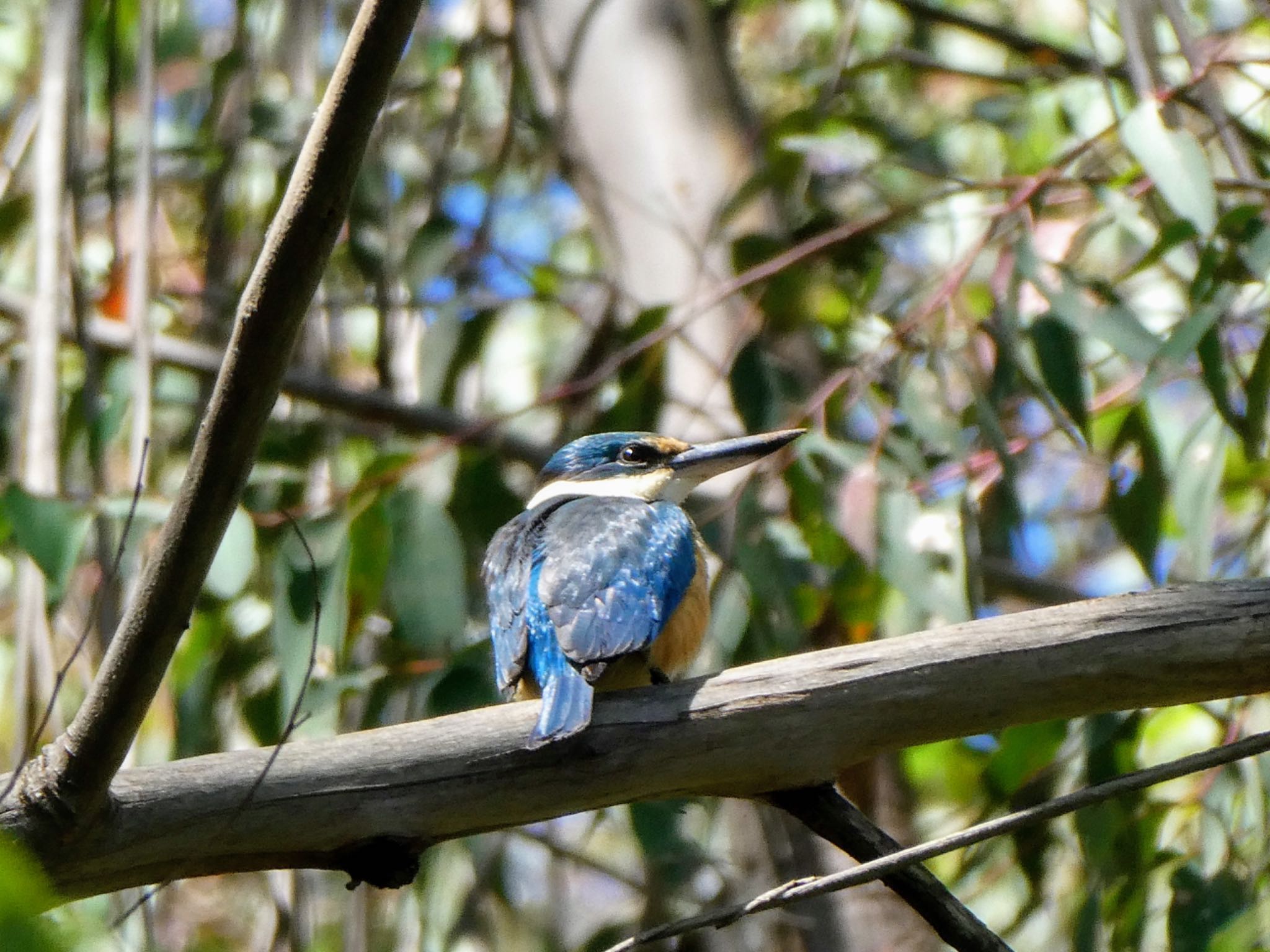 Photo of Sacred Kingfisher at Rotary Athleyic Field, Mowbray Park, NSW, Australia by Maki