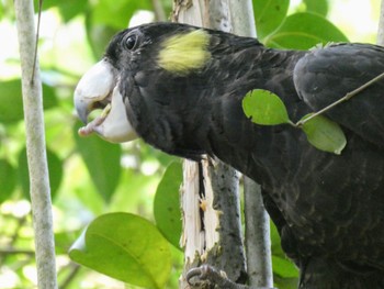 Yellow-tailed Black Cockatoo East Ryde, NSW, Australia Sun, 10/3/2021