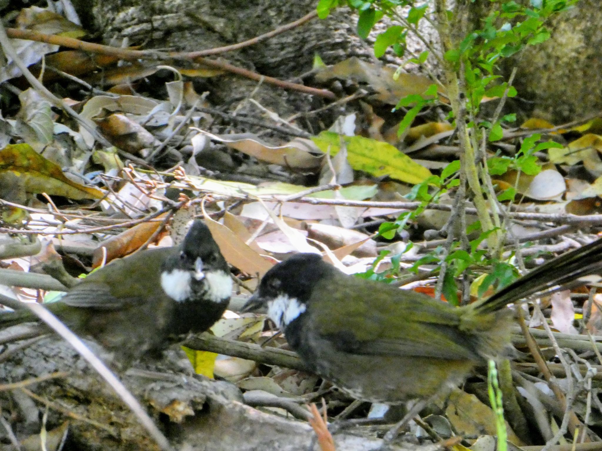 Photo of Eastern Whipbird at Lane Cove National Park, NSW, Australia by Maki