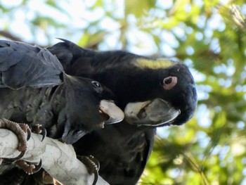 Yellow-tailed Black Cockatoo East Ryde, NSW, Australia Sun, 10/3/2021