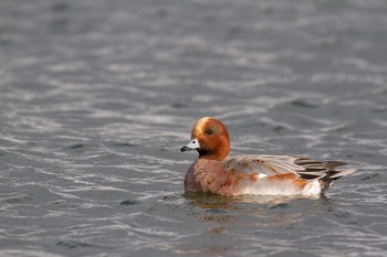 ヒドリガモ 大津湖岸なぎさ公園 2017年12月13日(水)