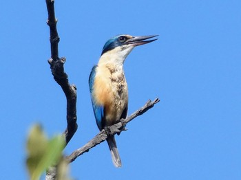 Sacred Kingfisher East Ryde, NSW, Australia Sun, 10/3/2021