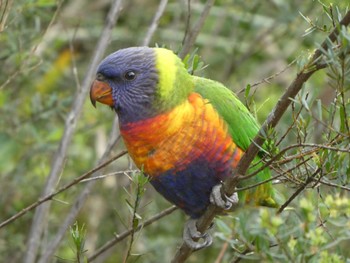 Rainbow Lorikeet Lane Cove National Park, NSW, Australia Sat, 10/2/2021