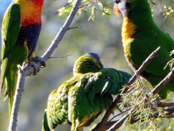 ゴシキセイガイインコ Lane Cove National Park, NSW, Australia 2021年10月2日(土)