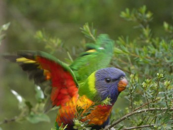 ゴシキセイガイインコ Lane Cove National Park, NSW, Australia 2021年10月2日(土)