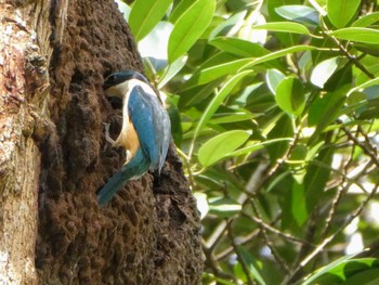 Sacred Kingfisher Lane Cove National Park, NSW, Australia Thu, 9/30/2021