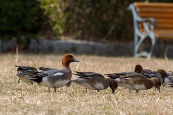 ヒドリガモ 大津湖岸なぎさ公園 2017年12月13日(水)