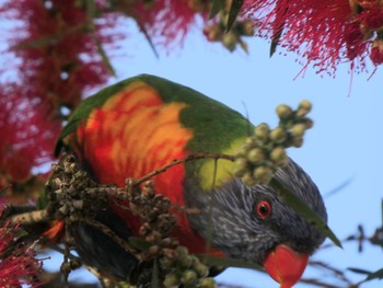 ゴシキセイガイインコ Chatswood, NSW, Australia 2021年9月30日(木)