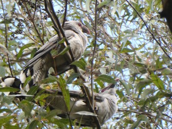 Channel-billed Cuckoo Lane Cove National Park, NSW, Australia Sat, 10/2/2021