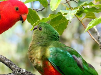 キンショウジョウインコ Bluckbutt Creek, Gordon, NSW, Australia 2021年9月27日(月)