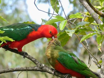 キンショウジョウインコ Bluckbutt Creek, Gordon, NSW, Australia 2021年9月27日(月)