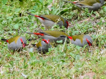 Red-browed Finch Blue Gum Creek Park, Chatswood West, NSW, Australia Wed, 9/29/2021