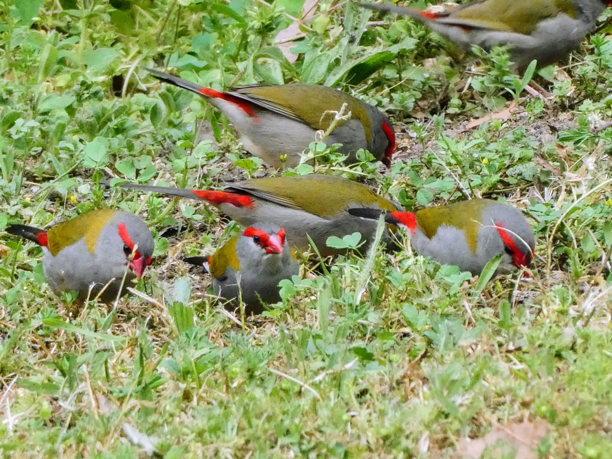 Photo of Red-browed Finch at Blue Gum Creek Park, Chatswood West, NSW, Australia by Maki