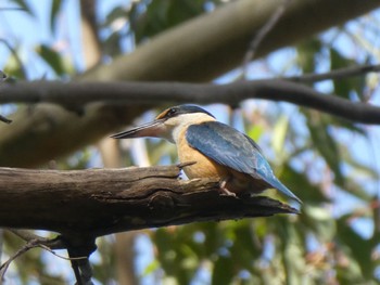 Sacred Kingfisher Mowbray Park, Willoughby, NSW, Australia Fri, 9/10/2021