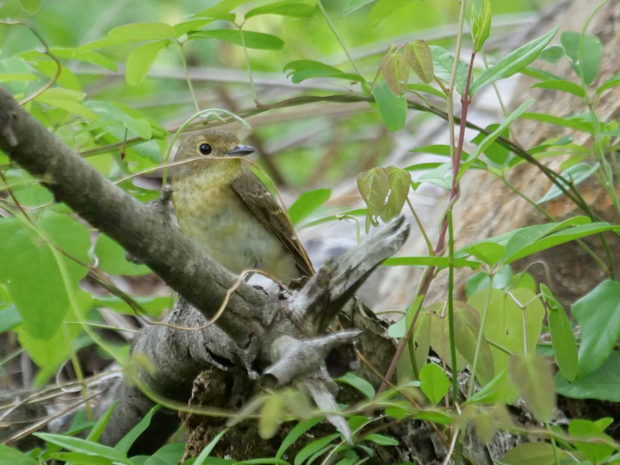 昨日に続き、もう一つのバトルがありました・・ by little birds