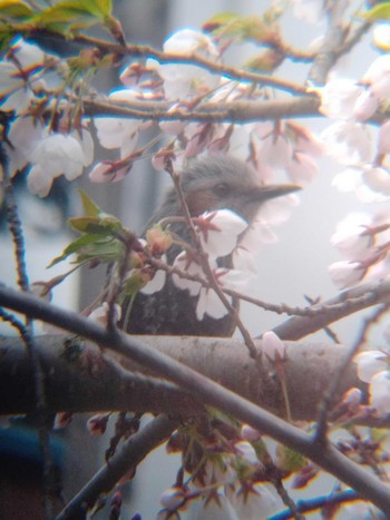 Brown-eared Bulbul 実家の庭 Wed, 5/4/2022