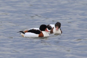 Common Shelduck Unknown Spots Mon, 12/11/2017