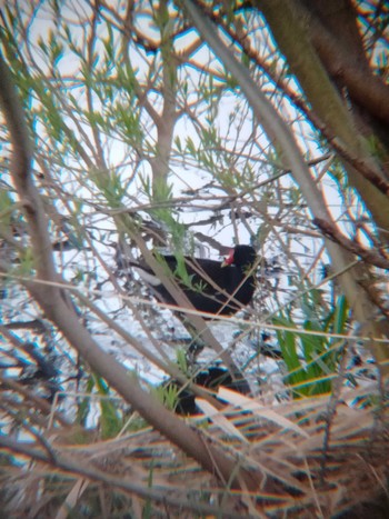 Common Moorhen あいの里公園 Sun, 5/8/2022