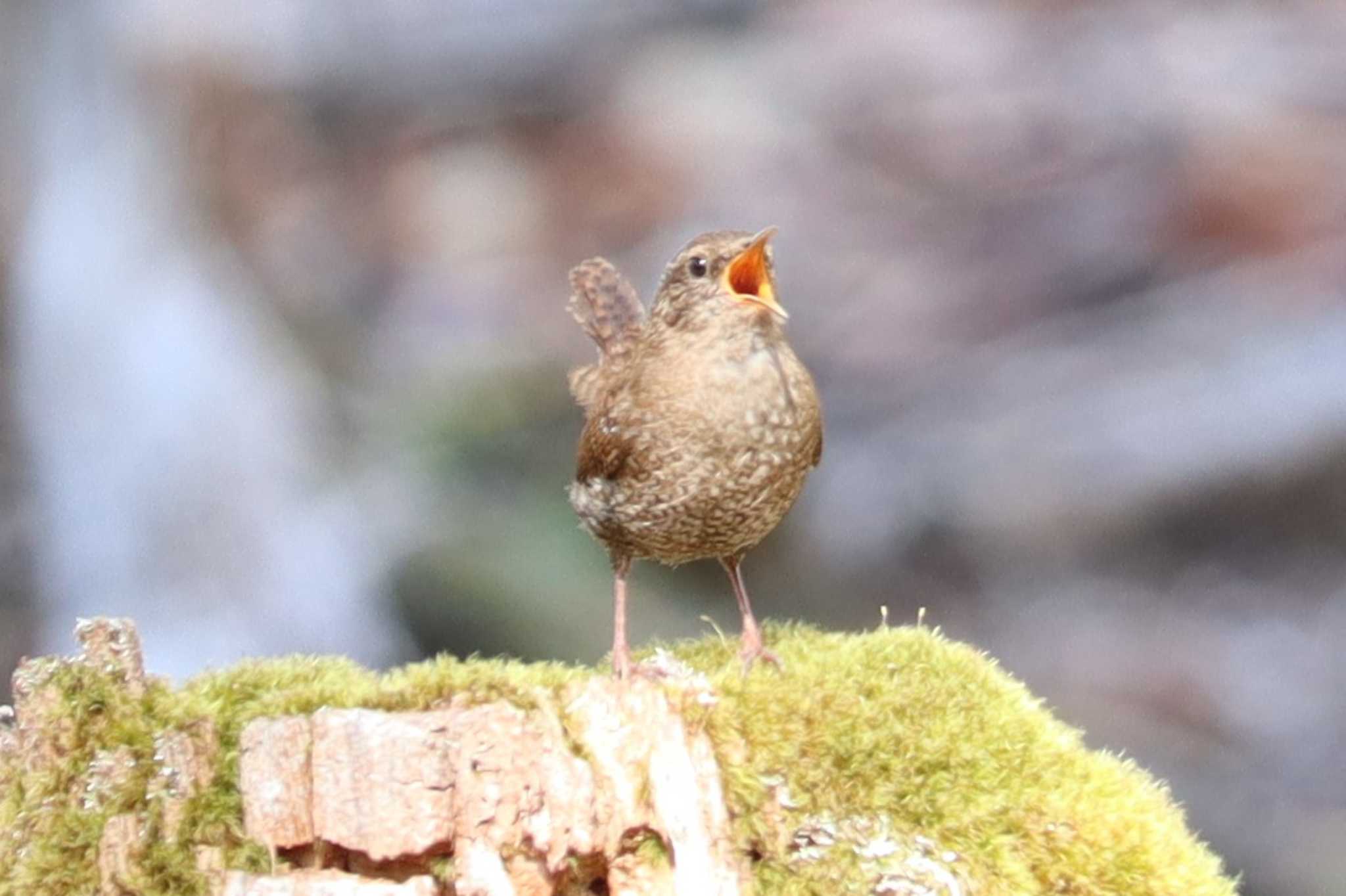 長野県 ミソサザイの写真 by うめじろう