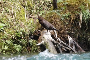 Brown Dipper 上高地 Mon, 5/2/2022