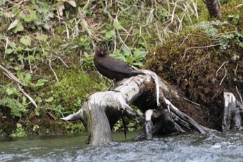 Brown Dipper 上高地 Mon, 5/2/2022