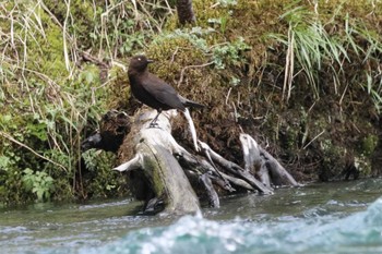 Brown Dipper 上高地 Mon, 5/2/2022