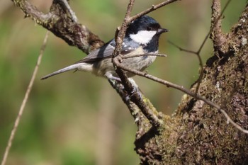 Coal Tit 伊香保森林公園 Wed, 5/4/2022