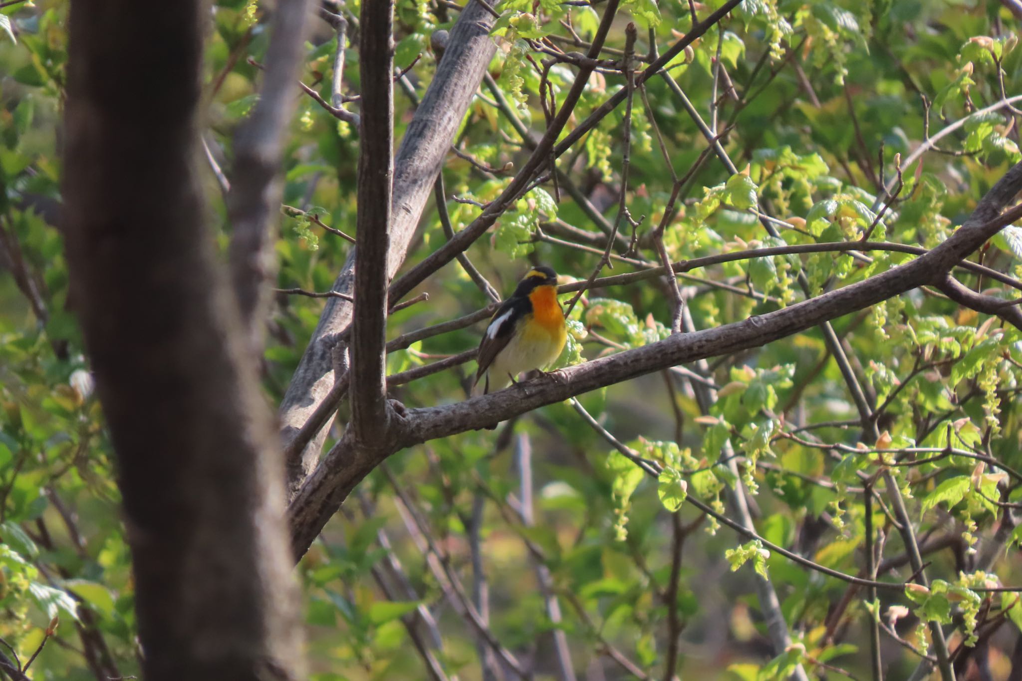 Photo of Narcissus Flycatcher at 伊香保森林公園 by 中学生探鳥家