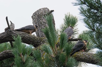 Eurasian Hobby Unknown Spots Fri, 8/18/2017