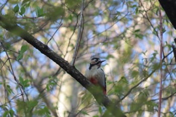 Great Spotted Woodpecker 伊香保森林公園 Wed, 5/4/2022